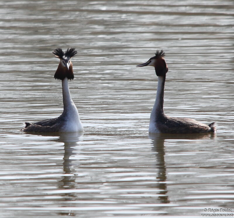 Great Crested Grebe adult breeding, Behaviour