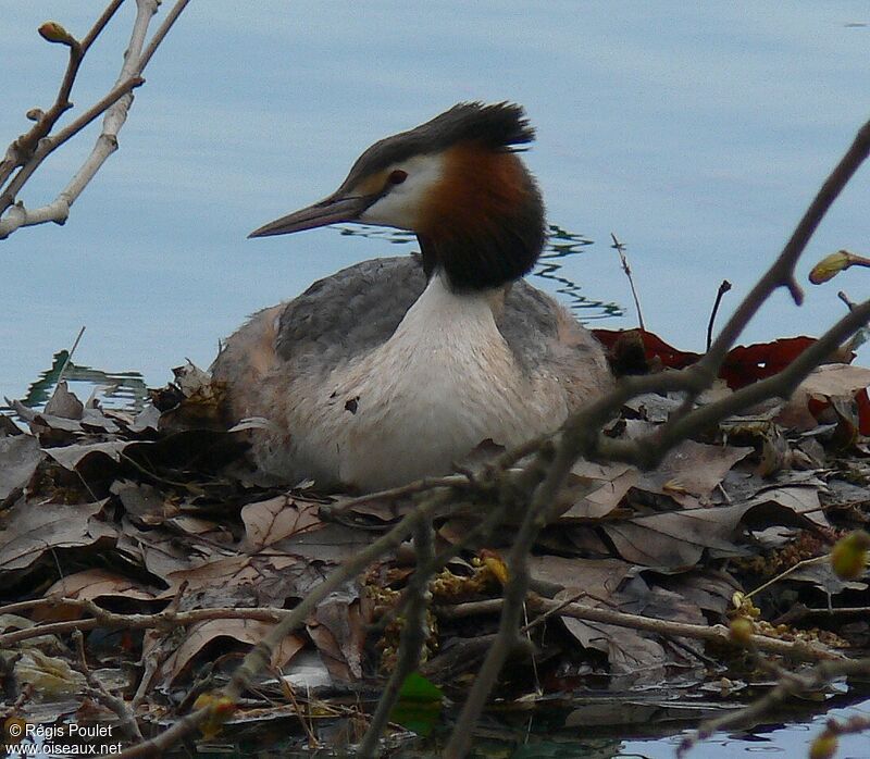 Great Crested Grebeadult, identification, Reproduction-nesting