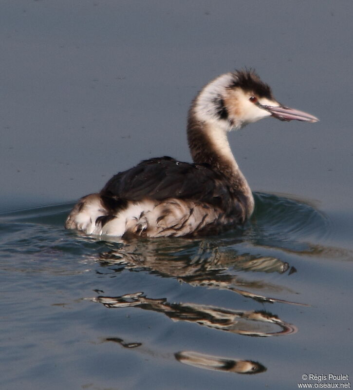 Great Crested Grebeimmature, Reproduction-nesting