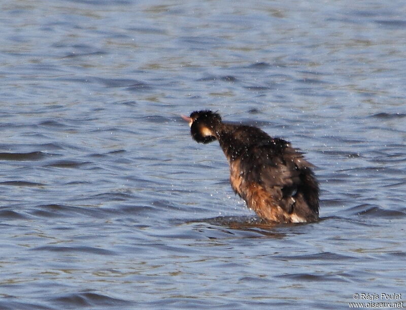 Great Crested Grebeadult, Behaviour