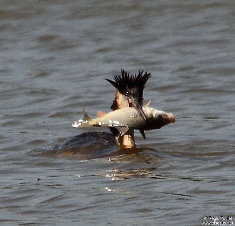 Great Crested Grebeadult, feeding habits