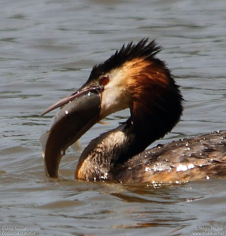 Great Crested Grebeadult, feeding habits