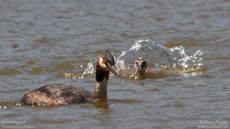 Great Crested Grebe