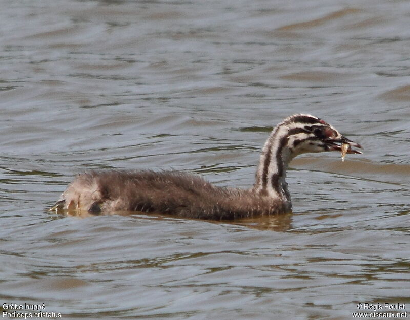 Great Crested Grebejuvenile, feeding habits