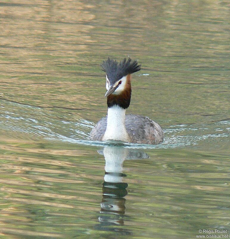 Great Crested Grebeadult