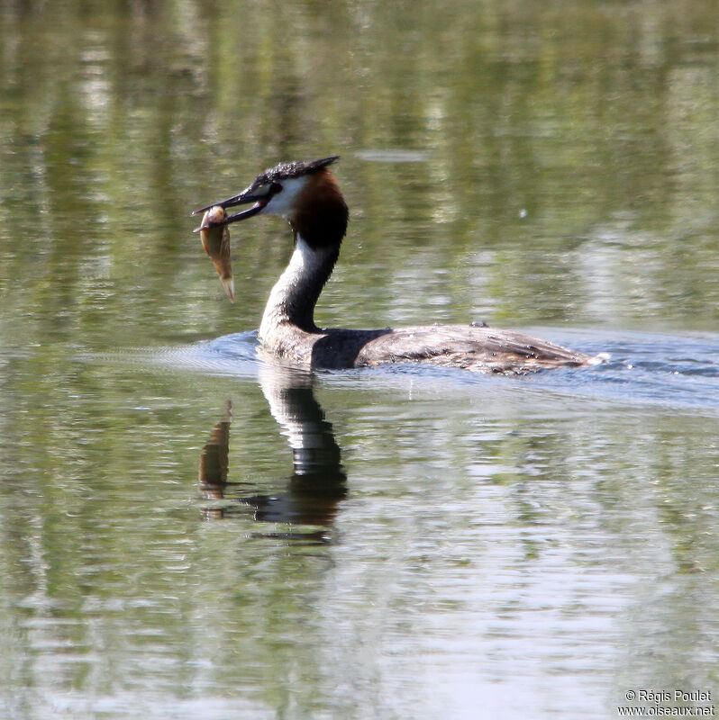 Great Crested Grebeadult, feeding habits