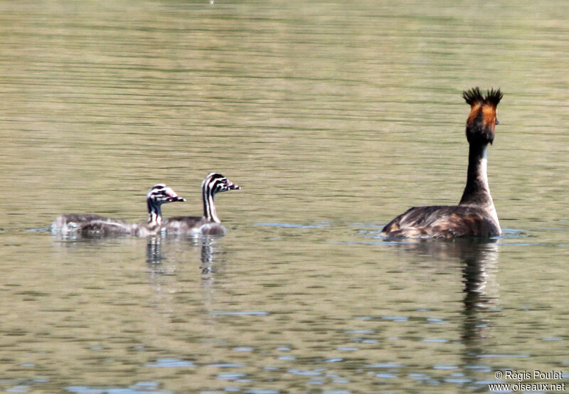 Great Crested GrebeFirst year, identification