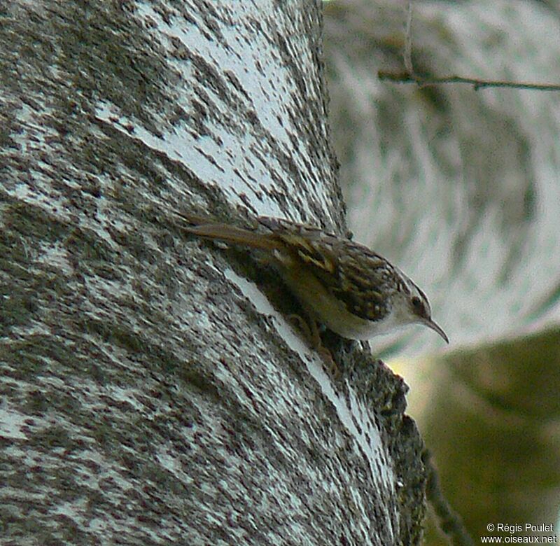 Eurasian Treecreeper