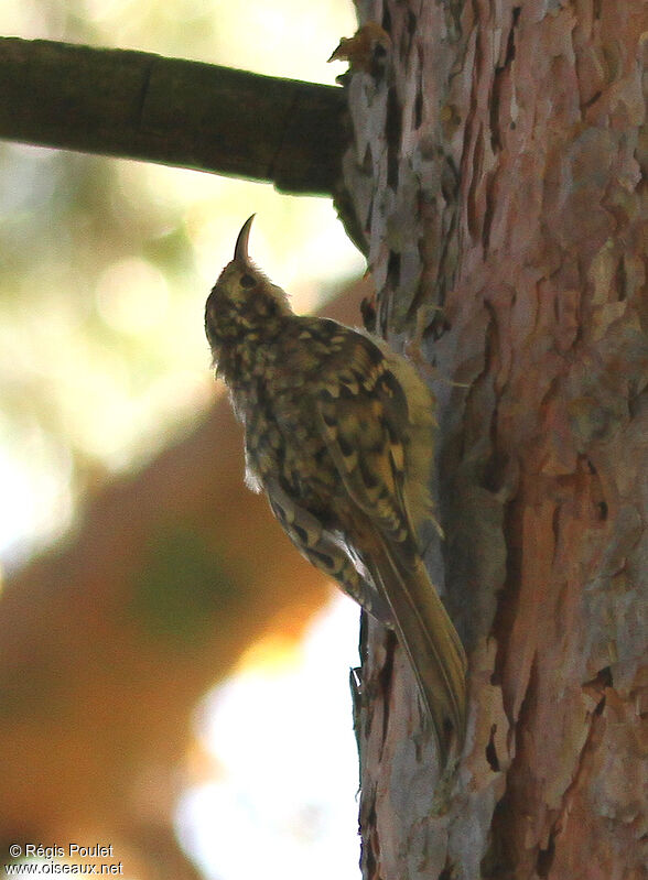 Eurasian Treecreeperadult