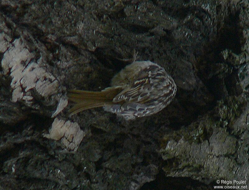 Short-toed Treecreeper