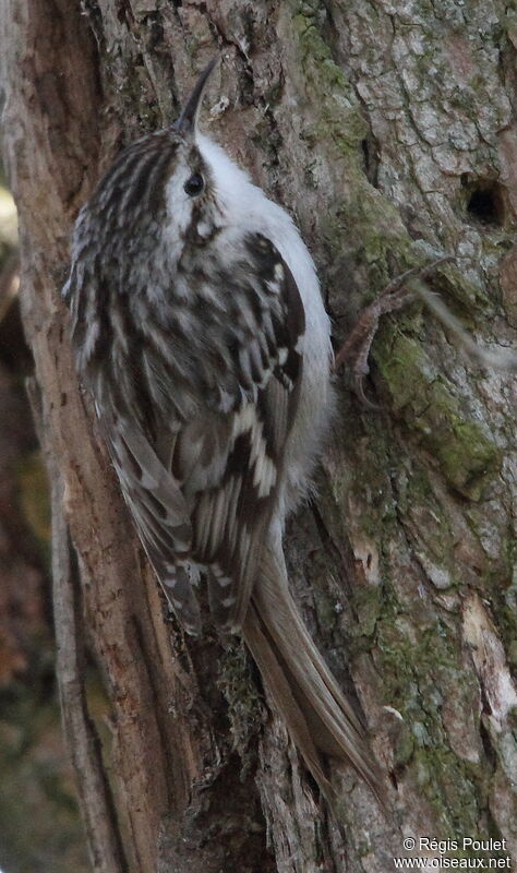 Short-toed Treecreeper