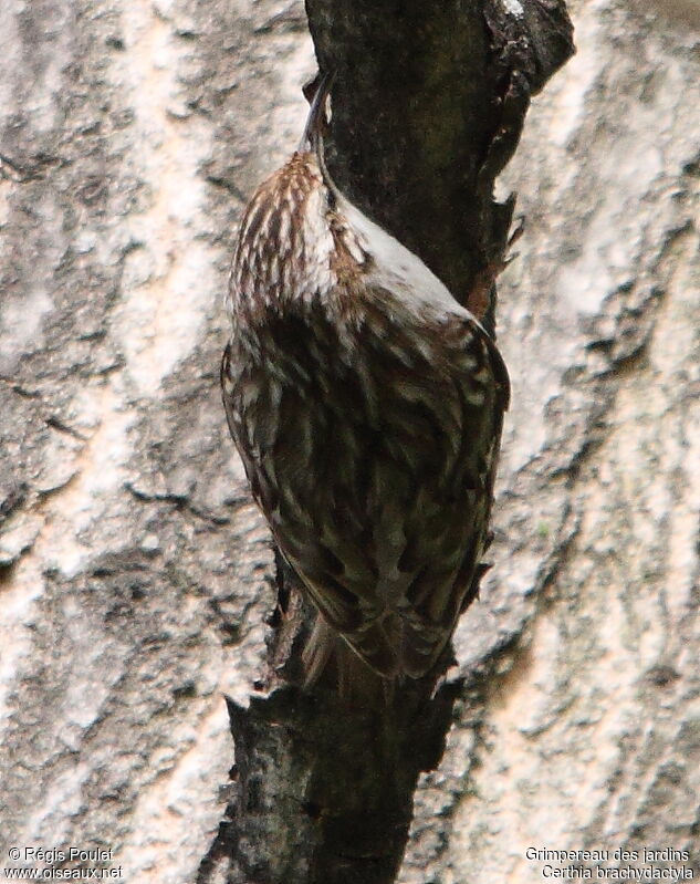 Short-toed Treecreeper