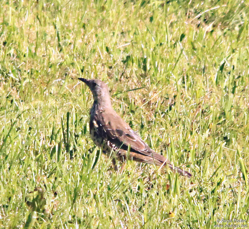 Mistle Thrush