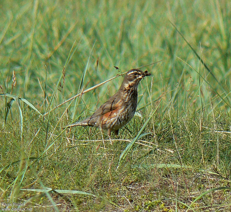 Redwingadult, habitat, feeding habits, Reproduction-nesting