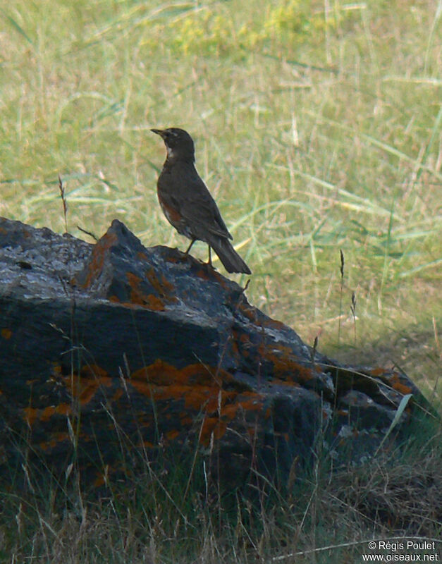 Redwingadult