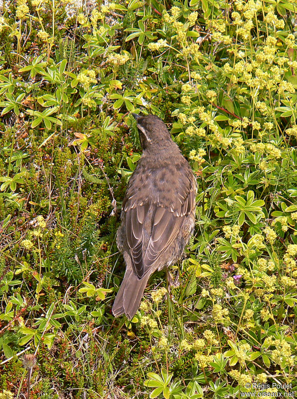 Redwingadult