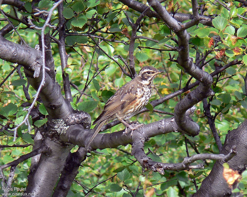 Grive mauvisjuvénile, identification