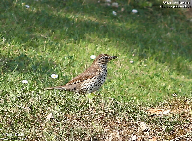 Song Thrush