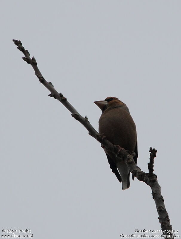 Hawfinch