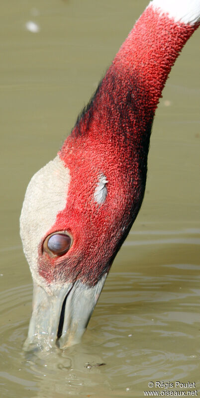 Sarus Crane