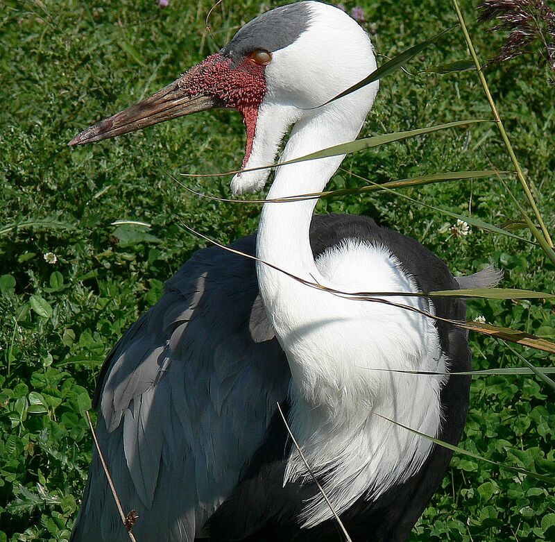 Grue caronculéeadulte