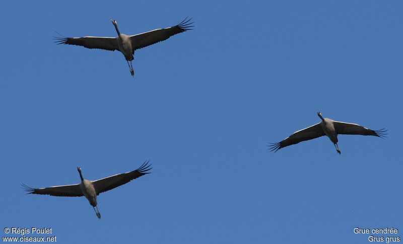 Common Crane