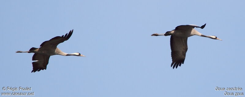 Common Crane