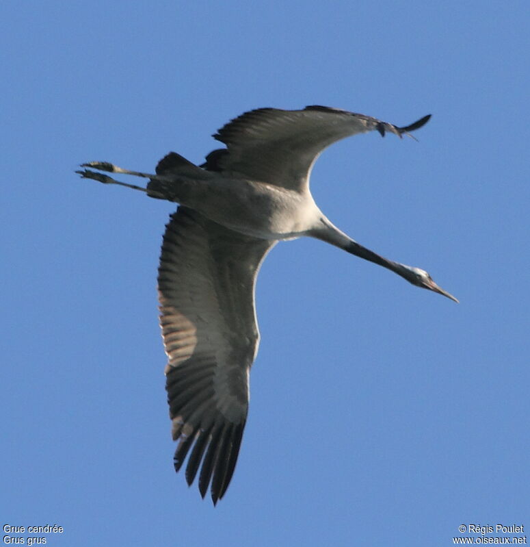 Common Crane