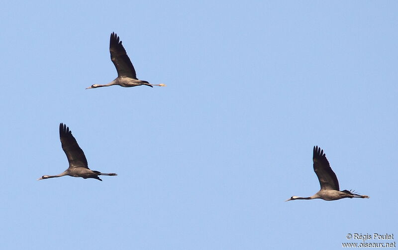 Common Crane, Flight