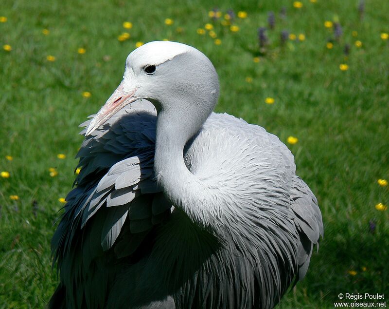 Blue Crane