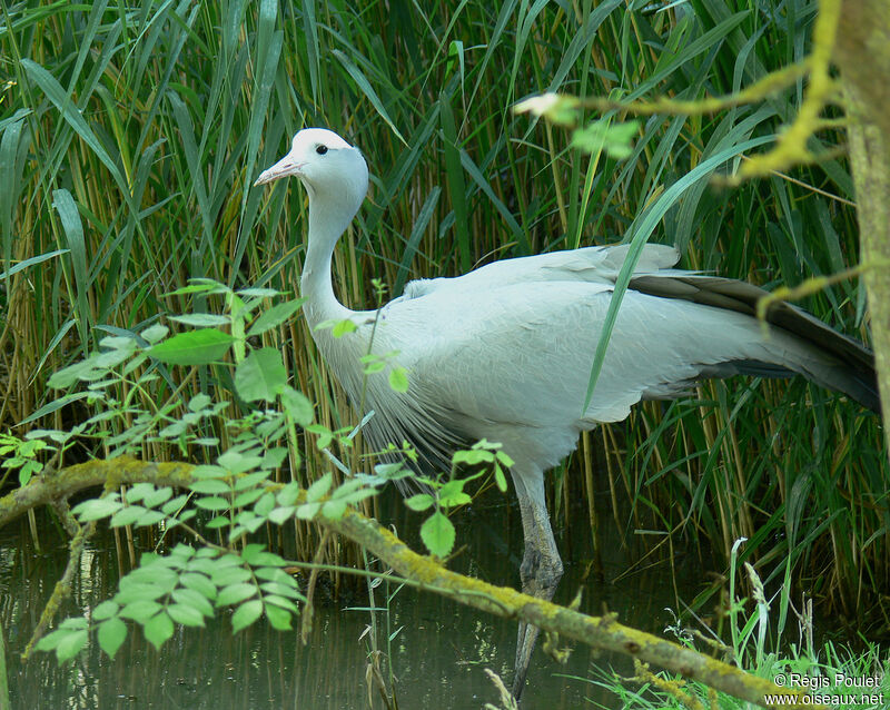 Blue Craneadult