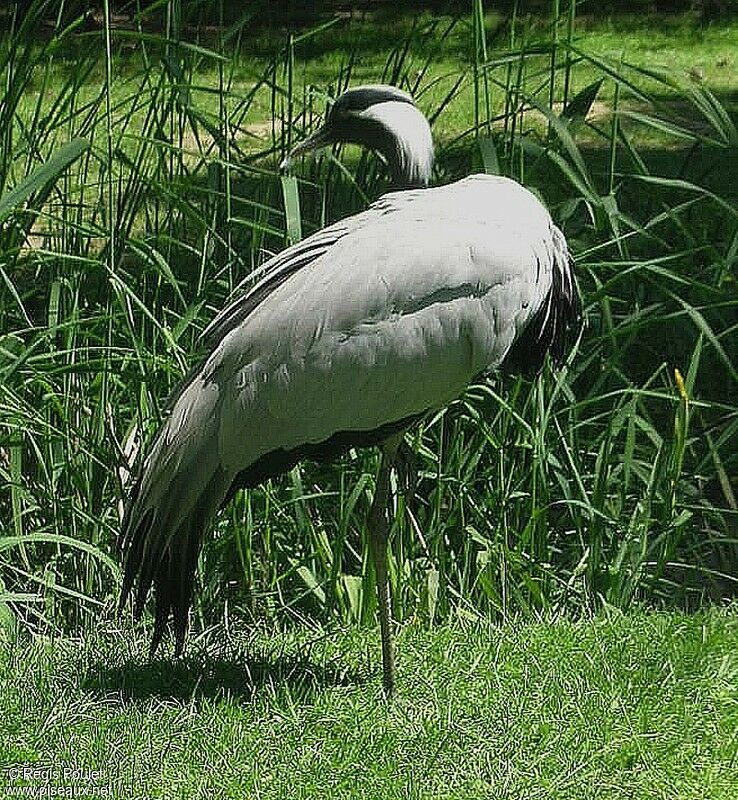 Grue demoiselleadulte