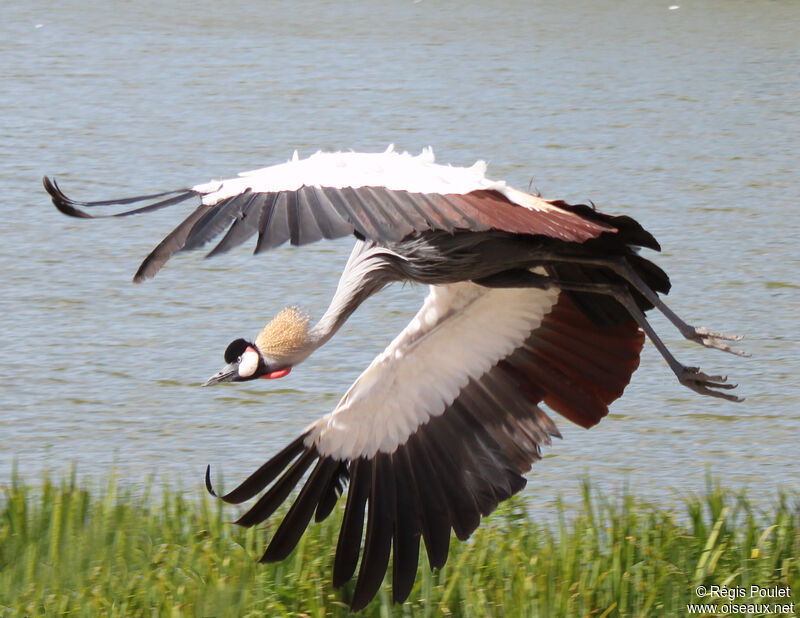 Grey Crowned Crane, Flight