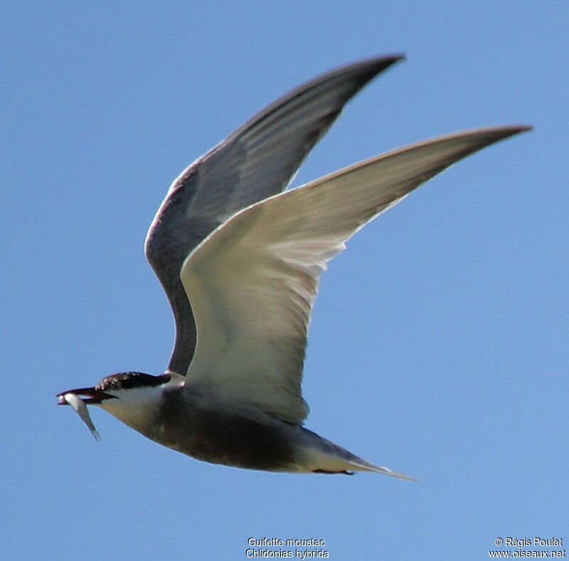 Whiskered Tern, Flight, feeding habits