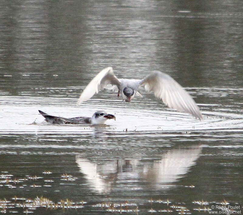 Whiskered Tern, Flight, feeding habits, Behaviour