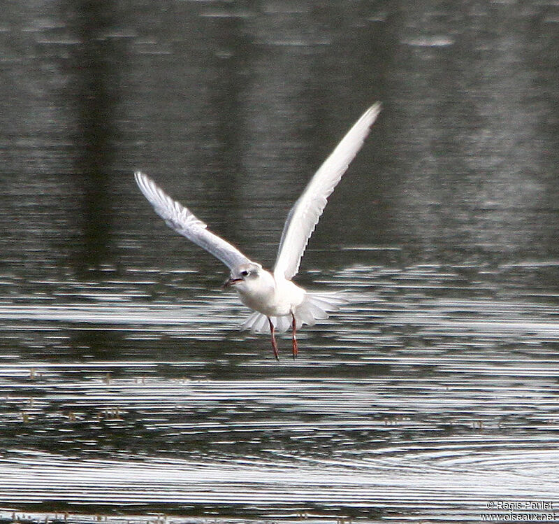 Whiskered Ternjuvenile, Flight