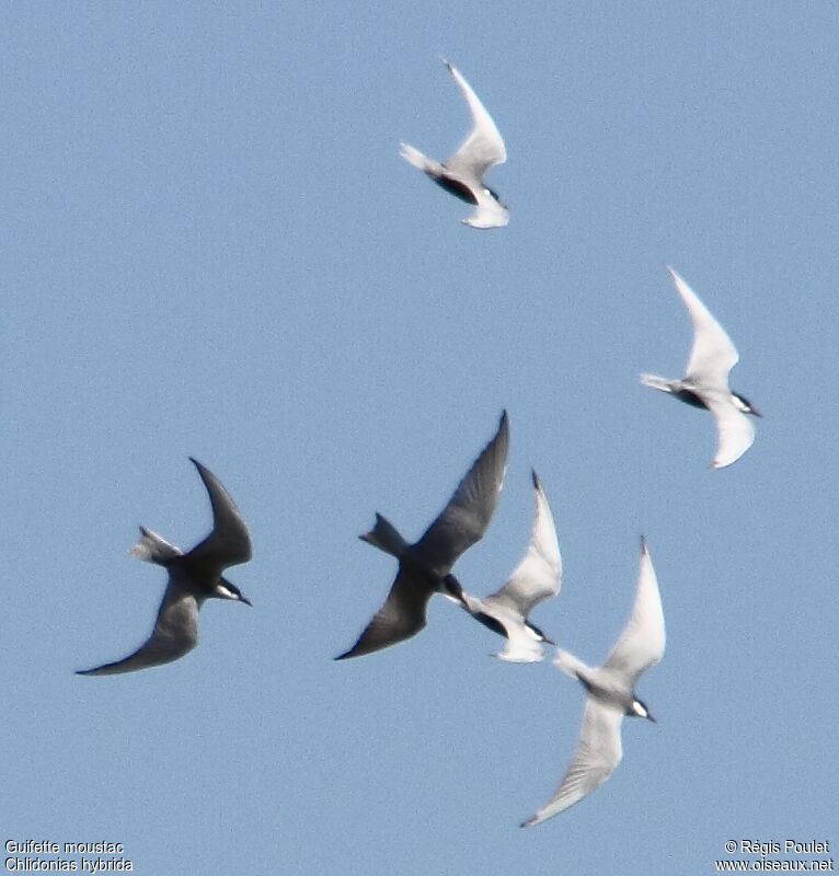 Whiskered Tern, Flight