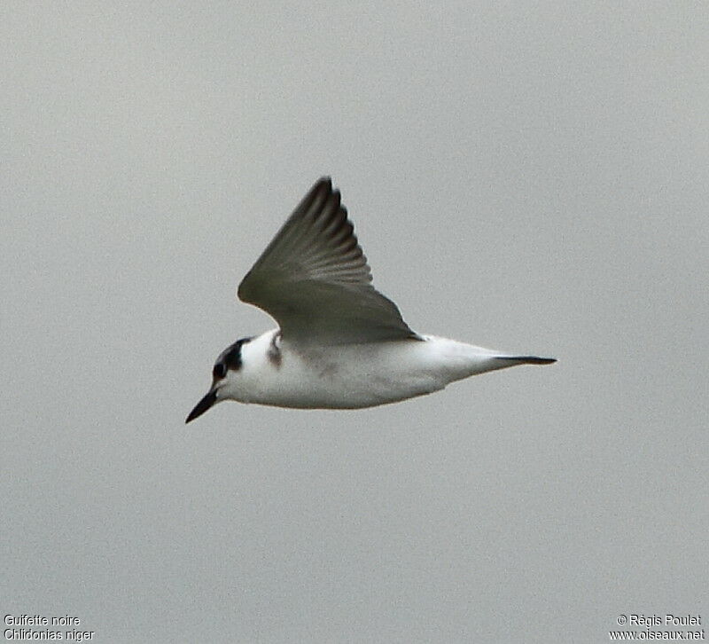 Black Tern, Flight