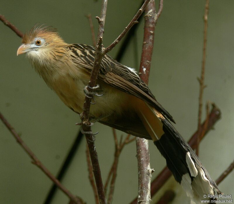 Guira cantaraadulte