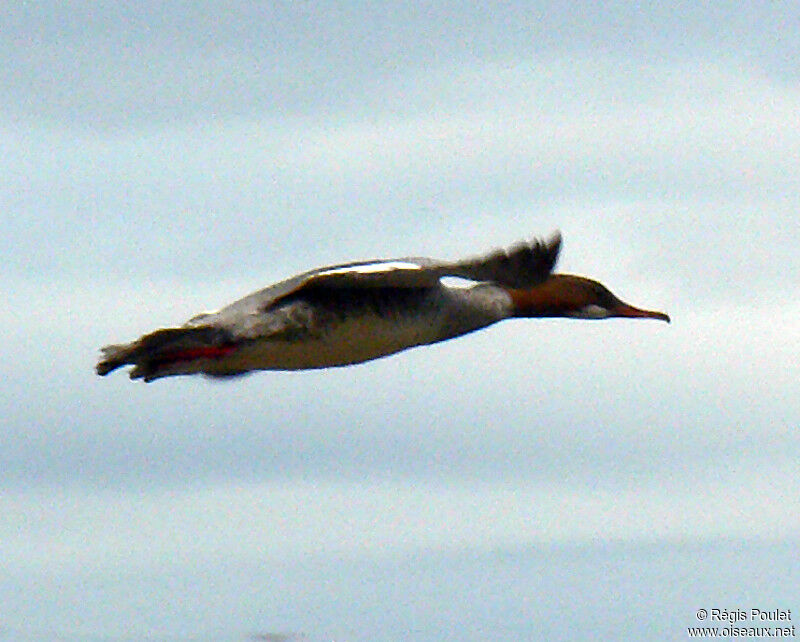 Common Merganser female adult breeding