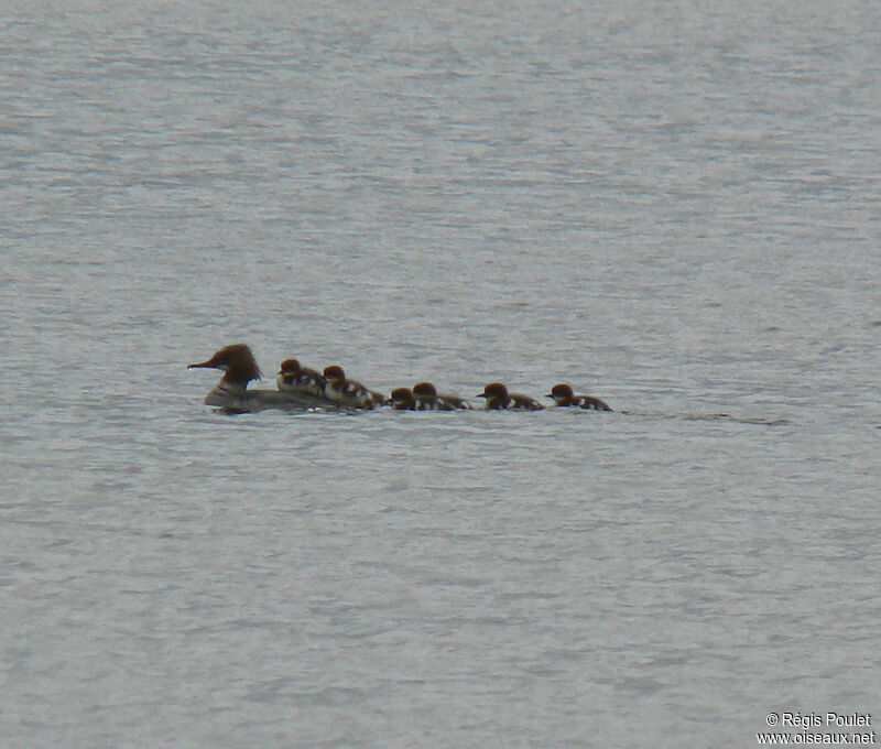 Common Merganser female adult breeding