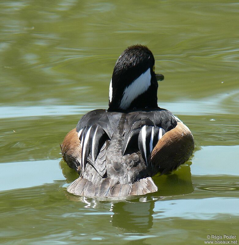 Hooded Merganser male adult