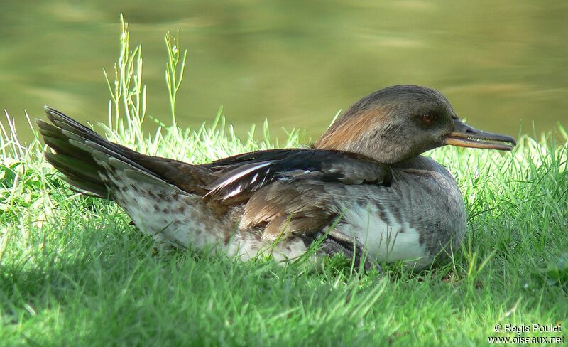 Hooded Merganser female adult