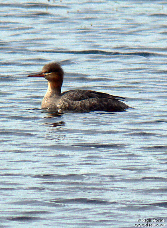 Red-breasted Merganser female adult