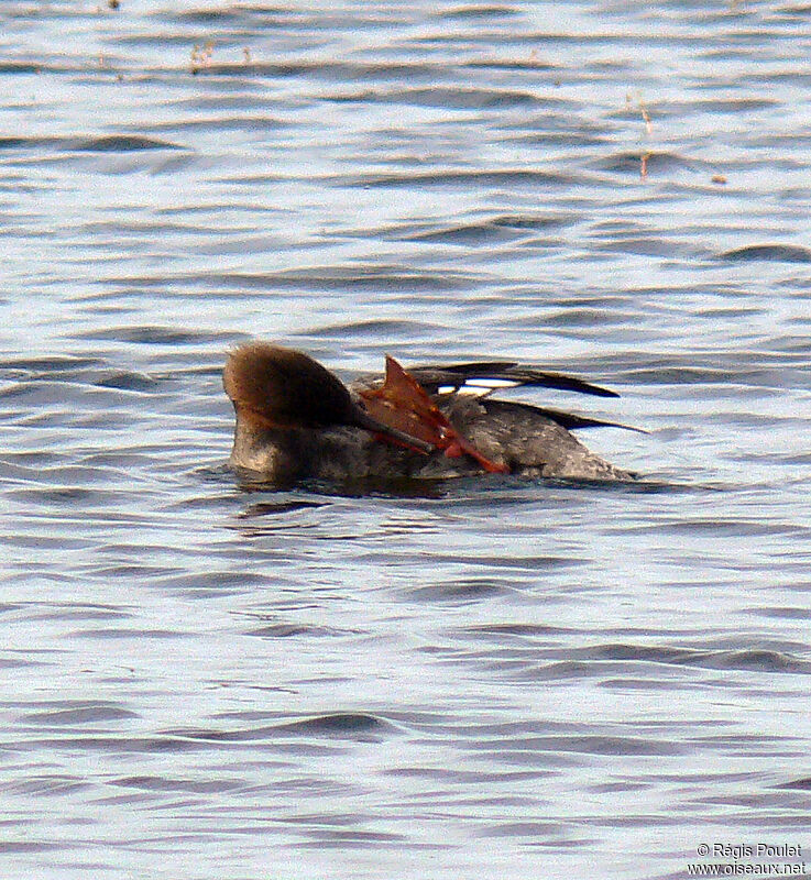 Red-breasted Merganser female adult