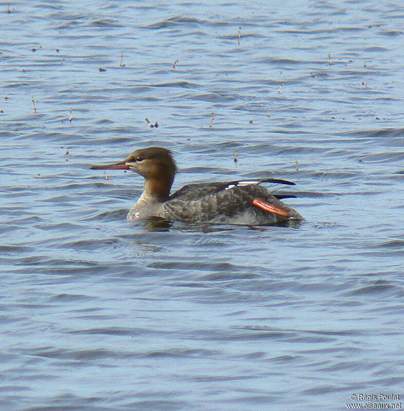 Red-breasted Merganser female adult