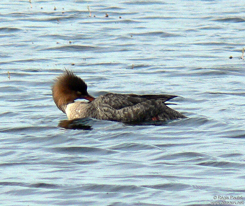 Red-breasted Merganser female adult