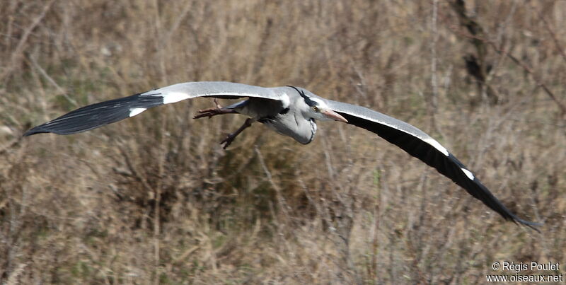 Grey Heron, Flight