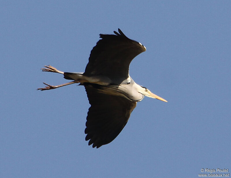 Grey Heron, Flight