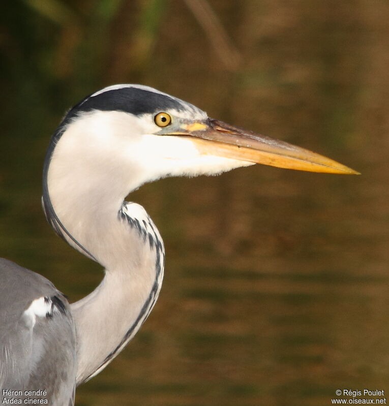 Grey Heronadult